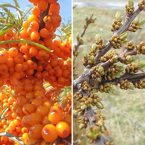 2 saz, Rakytník řešetlákový na džem: samec (1) + samice (1) - : Monžstvo balíkov: 2 saz