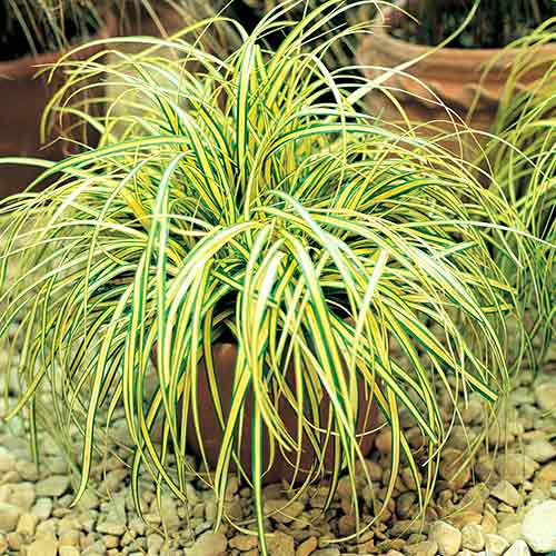 1 saz, Ostřice Evergold - : Monžstvo balíkov: 1 saz