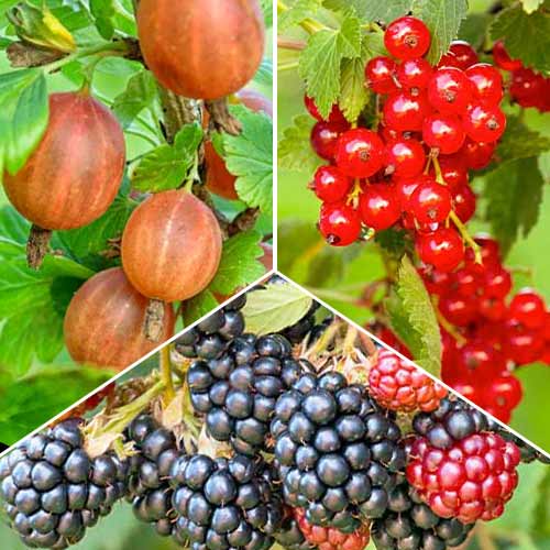 3 saz, Super nabídka! Set Bobulový multivitamin ze tří druhů - : Monžstvo balíkov: 3 saz