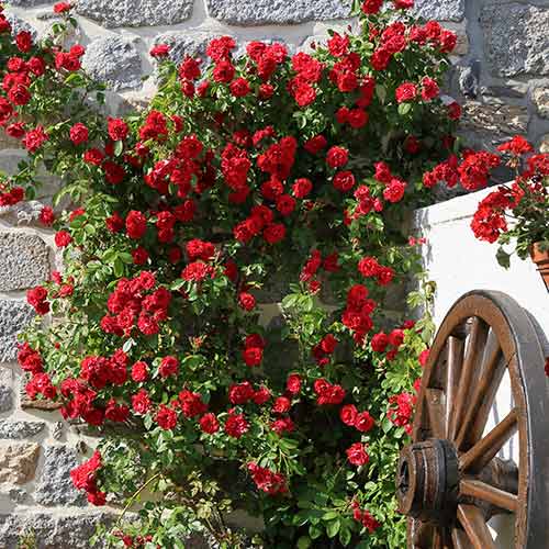 1 saz, Růže pnouca Paul's Scarlet, root ball - : Monžstvo balíkov: 1 saz