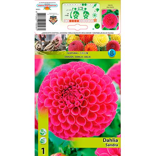 1 db, Dália Sandra - Évelő: Mod de ambalare: 1 db