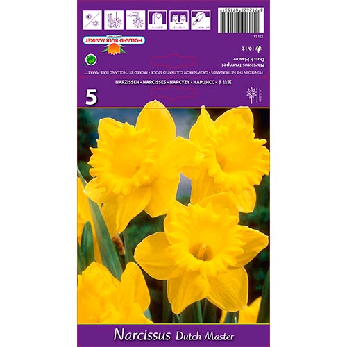 1 szt, Nárcisz Dutch Master - Hagymák: Mod de ambalare: 5 db