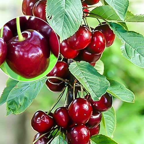 1 db, Cseresznye oszlopos Helene - Palánták: Mod de ambalare: 1 db