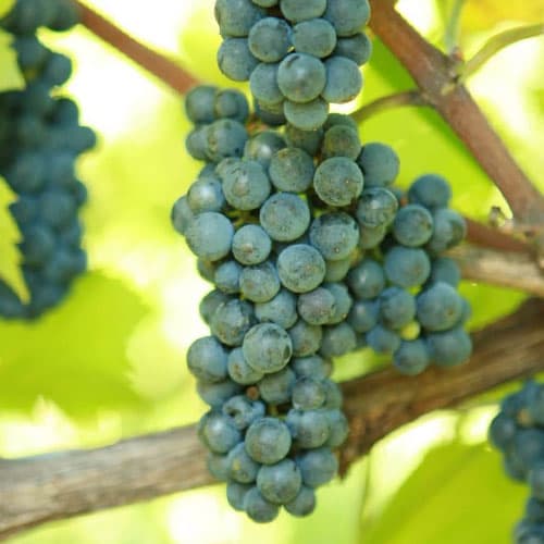 1 db, Szőlő Leon Millot - Dugványok: Mod de ambalare: 1 db