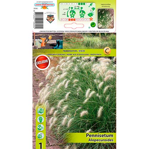 1 db, Tollborzfű (Pennisetum) Alopecuroides - Évelő: Mod de ambalare: 1 db