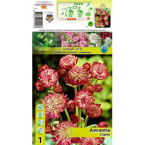 1 db, Völgycsillag (Astrantia) Claret - Évelő: Mod de ambalare: 1 db