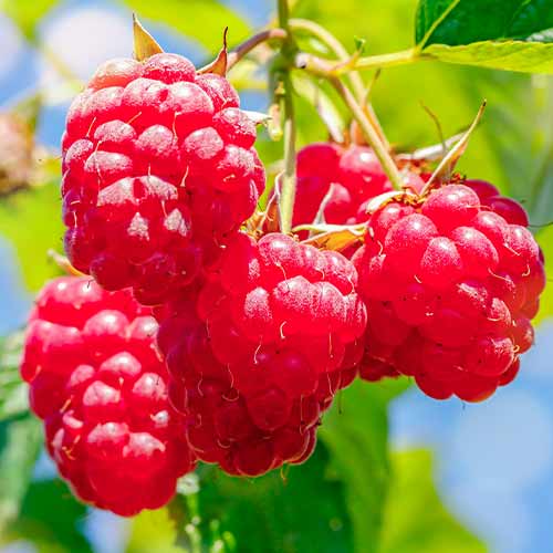 1 db, Málna Malling Promise - Palánták: Mod de ambalare: 1 db