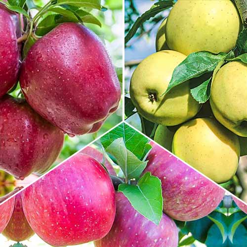 3 db, Hihetetlen ajánlat! Alma Trió, 3 db csemete készlet - Palánták: Mod de ambalare: 3 db