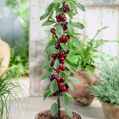 1 db, Cseresznye oszlopos Black - Palánták: Mod de ambalare: 1 db