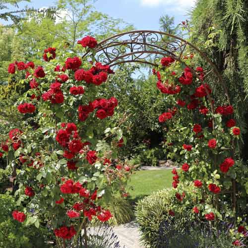 1 db, Rózsa futó Amadeus , C5 - Palánták: Mod de ambalare: 1 db