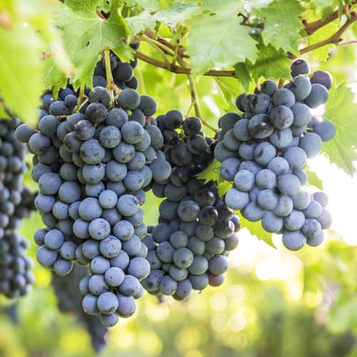 1 db, Szőlő Boskoop Glory - Palánták: Mod de ambalare: 1 db