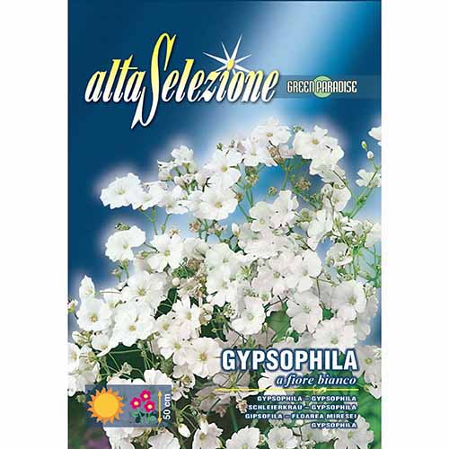 1 szt, Fátyolvirág fehér viraggal - Magok: Mod de ambalare: 1 db