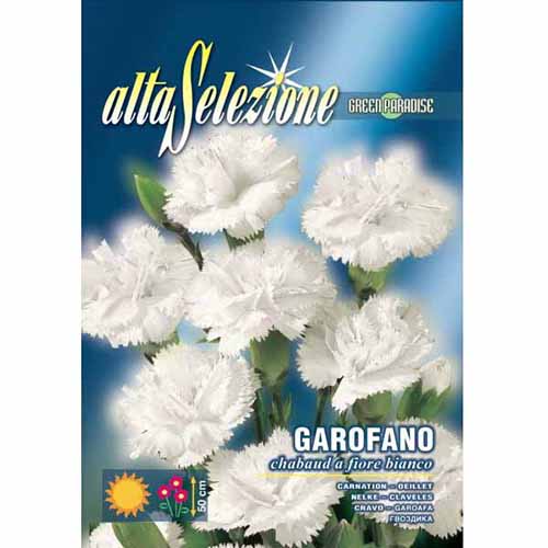 1 szt, Szegfű dupla virágú - Magok: Mod de ambalare: 1 db