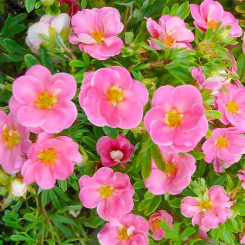 1 db, Pimpó cserjés Bellissima - Palánták: Mod de ambalare: 1 db