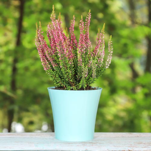 1 db, Közönséges hanga Athene - Palánták: Mod de ambalare: 1 db