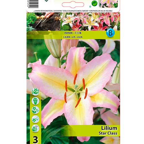 2 db, Liliom Star Class - Hagymák: Mod de ambalare: 2 db