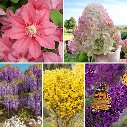 Hihetetlen ajánlat! Virágzó kertek, 5 fajtából álló készlet - Palánták: Mod de ambalare: 5 db