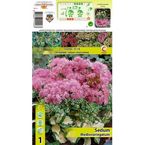 1 db, Kövér porcsin (Sedum) Mediovariegatum - Évelő: Mod de ambalare: 1 db