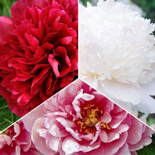 24 db, Hihetetlen ajánlat! Bazsarózsa, 3 fajtából álló készlet - Évelő: Mod de ambalare: 24 db