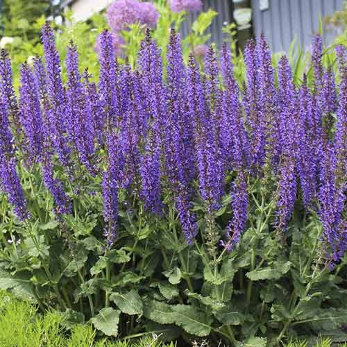 1 db, Zsálya Midnight Purple, C3 - Palánták: Mod de ambalare: 1 db