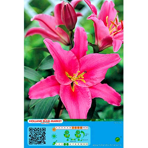 2 db, Liliom Acapulco - Hagymák: Mod de ambalare: 2 db