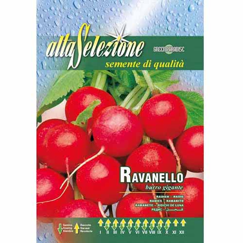 1 szt, Hónapos retek Burro gigante - Magok: Mod de ambalare: 1 db