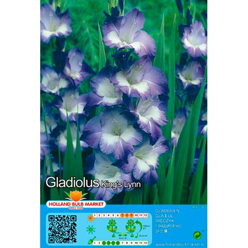 5 Stück, Großblumige Gladiole King Lynn - Zwiebeln: Ilość w opakowaniu: 5 Stück