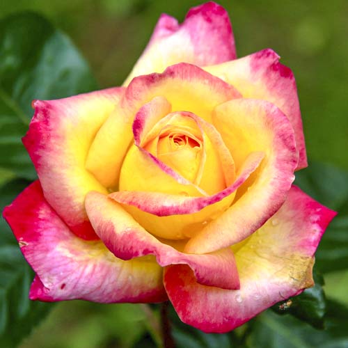 1 Pflanze(n), Großblumige Rose Orient Express - Setzlinge: Ilość w opakowaniu: 1 Pflanze(n)