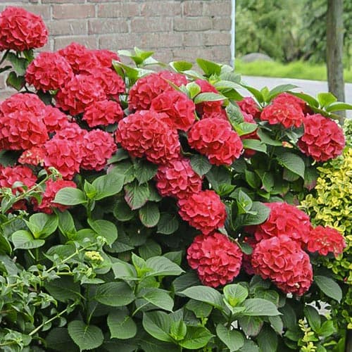 1 Pflanze(n), Gartenhortensie Red Miss Hepburn, P9 - Setzlinge: Ilość w opakowaniu: 1 Pflanze(n)