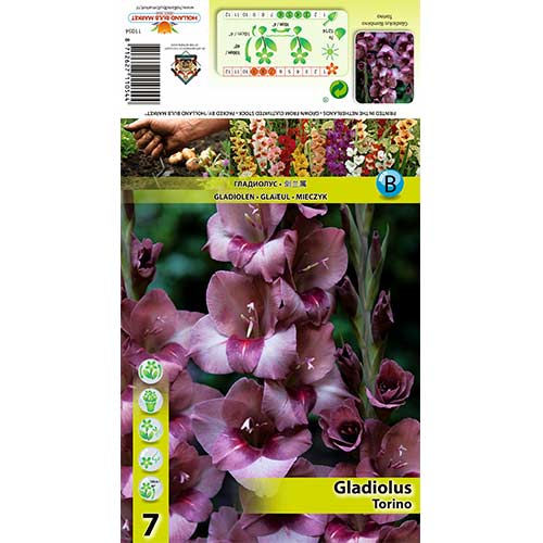 7 Stück, Großblumige Gladiole Torino - Zwiebeln: Ilość w opakowaniu: 7 Stück