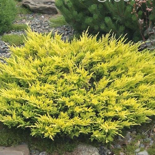 1 Pflanze(n), Wacholder Limeglow - Setzlinge: Ilość w opakowaniu: 1 Pflanze(n)