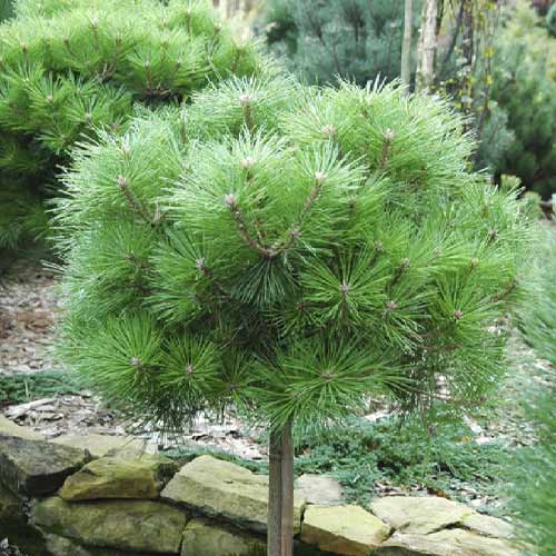 1 Pflanze(n), Schwarzkiefer Brepo, C5 - Setzlinge: Ilość w opakowaniu: 1 Pflanze(n)