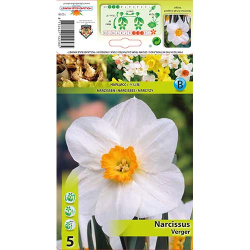 5 Stück, Narzisse Verger - Blumenzwiebeln: Ilość w opakowaniu: 5 Stück