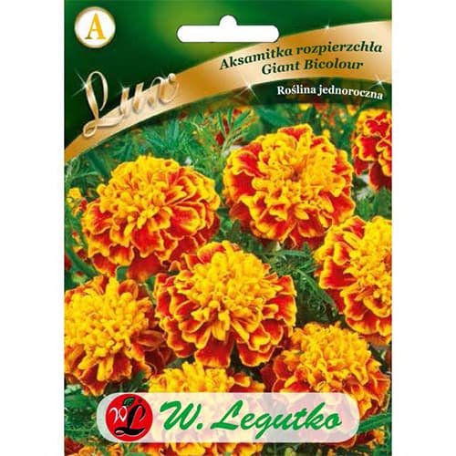 1 szt, Studentenblume Giant Bicolour dunkelrot - Samen: Ilość w opakowaniu: 0.5 g