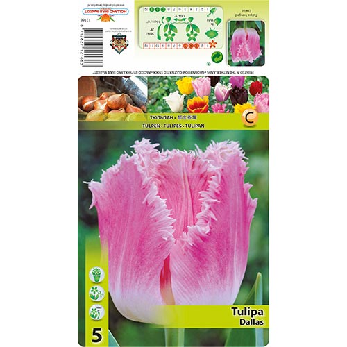 5 none, Tulpe Dallas - Blumenzwiebeln: Ilość w opakowaniu: 5 none