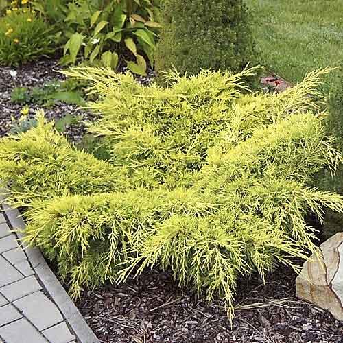 1 Pflanze(n), Teppichwacholder Old Gold, С3 - Setzlinge: Ilość w opakowaniu: 1 Pflanze(n)