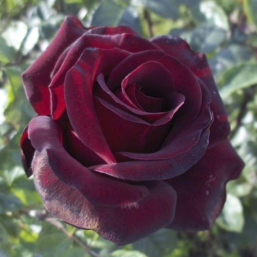 1 Pflanze(n), Großblumige Rose Black Madonna - Setzlinge: Ilość w opakowaniu: 1 Pflanze(n)