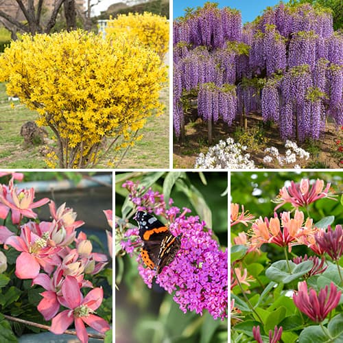 5 Pflanze(n), Tolles Angebot! Ziersträucher , Set mit 5 Setzlingen - Setzlinge: Ilość w opakowaniu: 5 Pflanze(n)