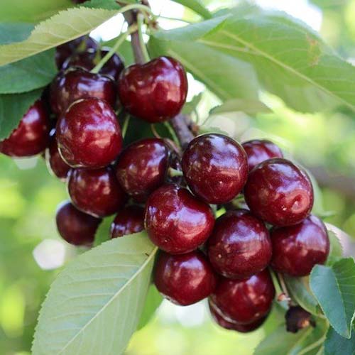 1 Pflanze(n), Süßkirsche Royal Helen - Setzlinge: Ilość w opakowaniu: 1 Pflanze(n)