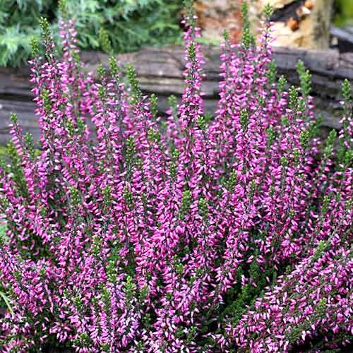 1 Pflanze(n), Besenheide Lisabeth - Setzlinge: Ilość w opakowaniu: 1 Pflanze(n)