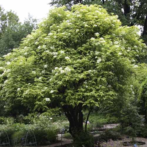 1 Pflanze(n), Holunder Aurea, C3 - Setzlinge: Ilość w opakowaniu: 1 Pflanze(n)