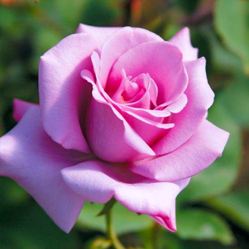 1 Pflanze(n), Großblütige Rose Blue Girl - Setzlinge: Ilość w opakowaniu: 1 Pflanze(n)