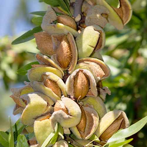 1 szt, Mandel (columnar) Avijor - Setzlinge: Ilość w opakowaniu: 1 szt