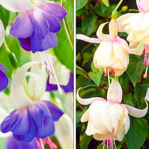 1 szt, Tolles Angebot! Fuchsie, Set mit 2 Setzlingen - Stauden: Ilość w opakowaniu: 2 Stück