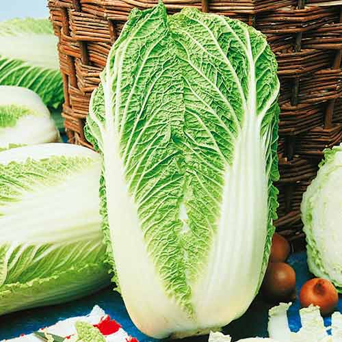 1 szt, Peking Kohl Granaat - Samen: Ilość w opakowaniu: 1 Stück