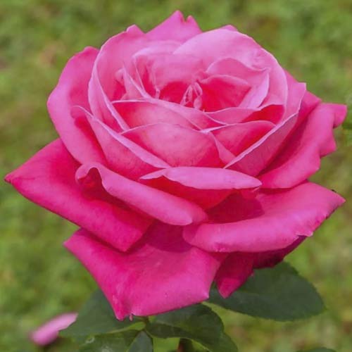 1 Pflanze(n), Großblumige Rose Jacaranda - Setzlinge: Ilość w opakowaniu: 1 Pflanze(n)