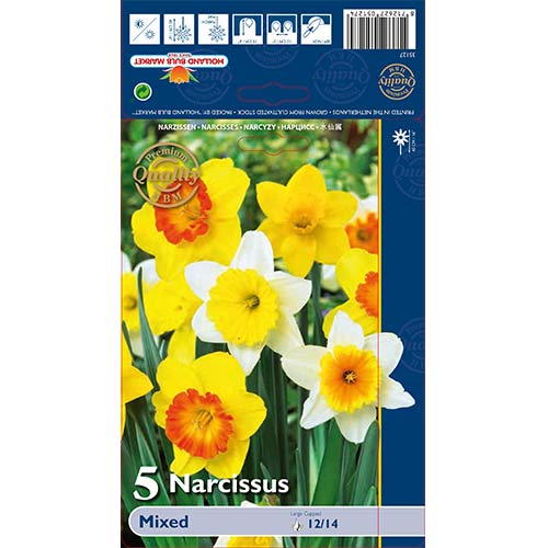 5 Stück, Trompeten-Narzisse, farbmischung - Blumenzwiebeln: Ilość w opakowaniu: 5 Stück