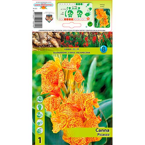1 szt, Canna Picasso - Stauden: Ilość w opakowaniu: 1 Stück