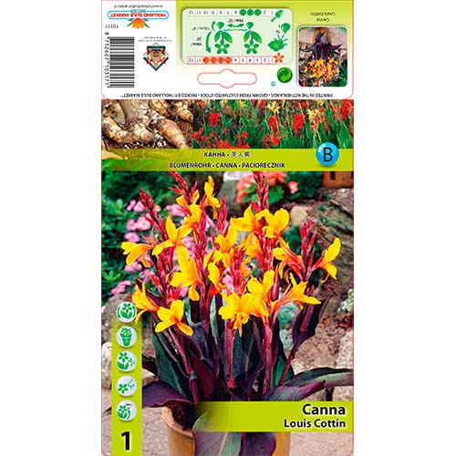 1 szt, Canna Louis Cottin - Stauden: Ilość w opakowaniu: 1 Stück