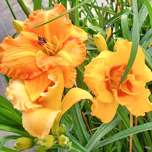 1 szt, Taglilie (Hemerocallis) Yellow - Stauden: Ilość w opakowaniu: 1 szt